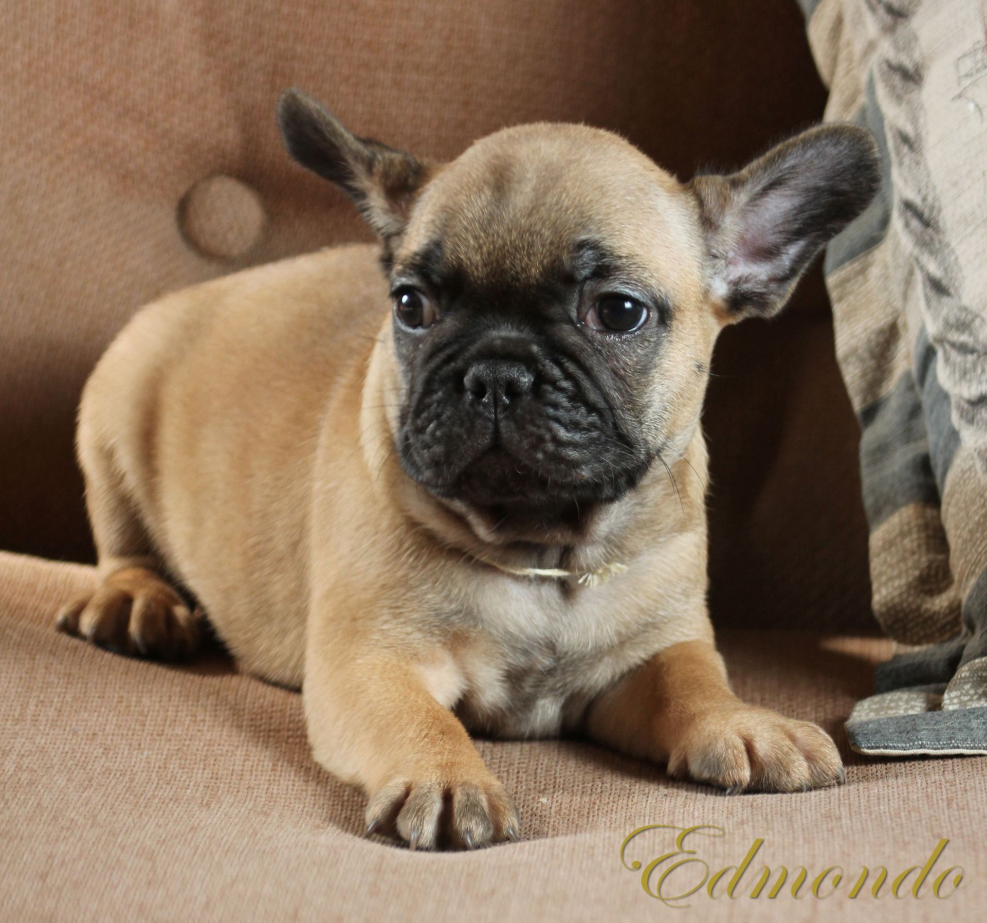 Male Red Fawn puppy from Edmondo French Bulldogs.