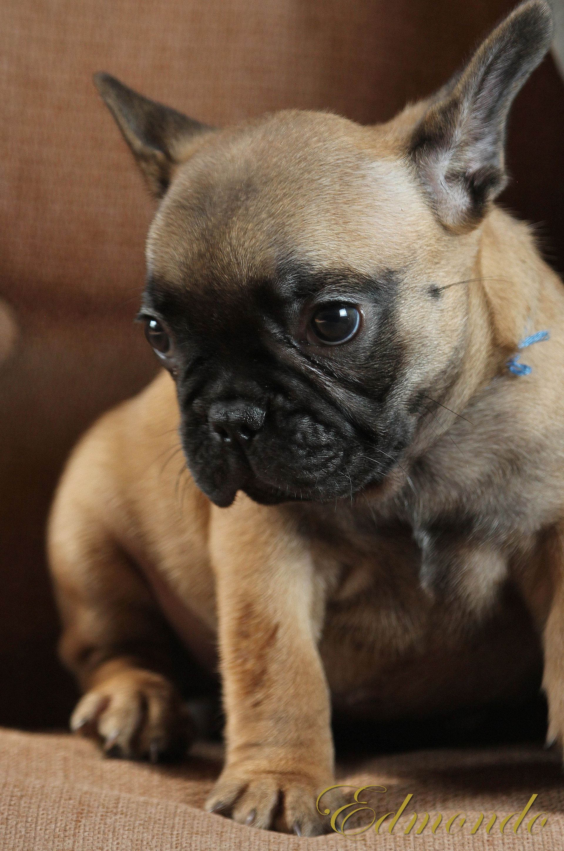 Male Light Fawn puppy from Edmondo French Bulldogs.