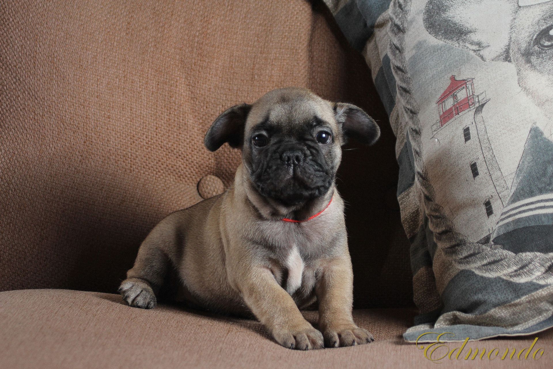 Male Light Fawn puppy from Edmondo French Bulldogs.