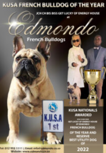 A picture of Lucky, the champion French Bulldog from Edmondo.