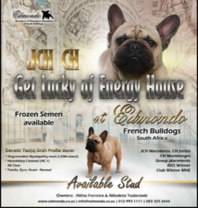 An advertisement for french bulldogs in south africa