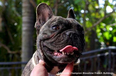 A person is holding a French Bulldog from the Edmondo champion bloodlines with its tongue out.