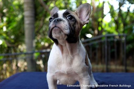 A brown and white French Bulldog puppy from Edmondo champion bloodlines is sitting on a blue table looking up.