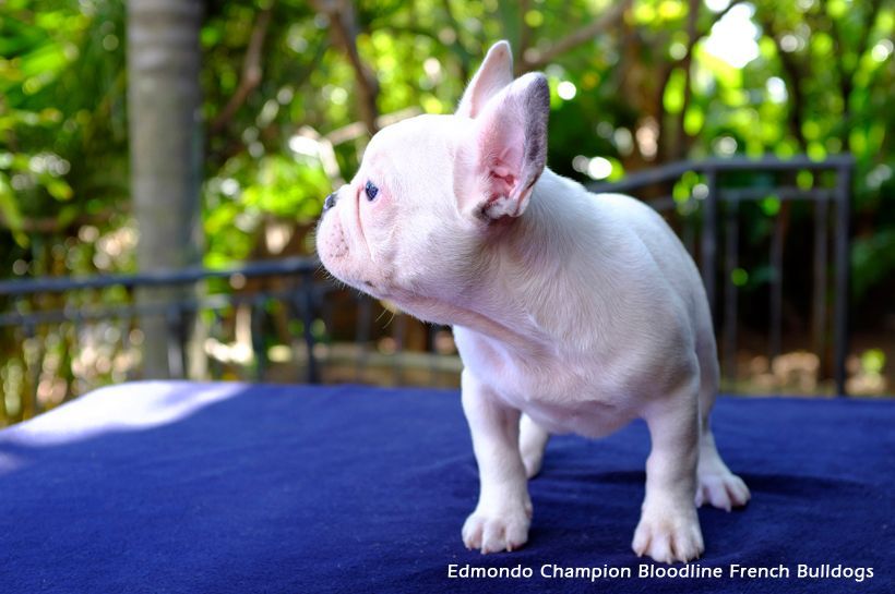 A white French Bulldog puppy from Edmondo standing on a blue table.