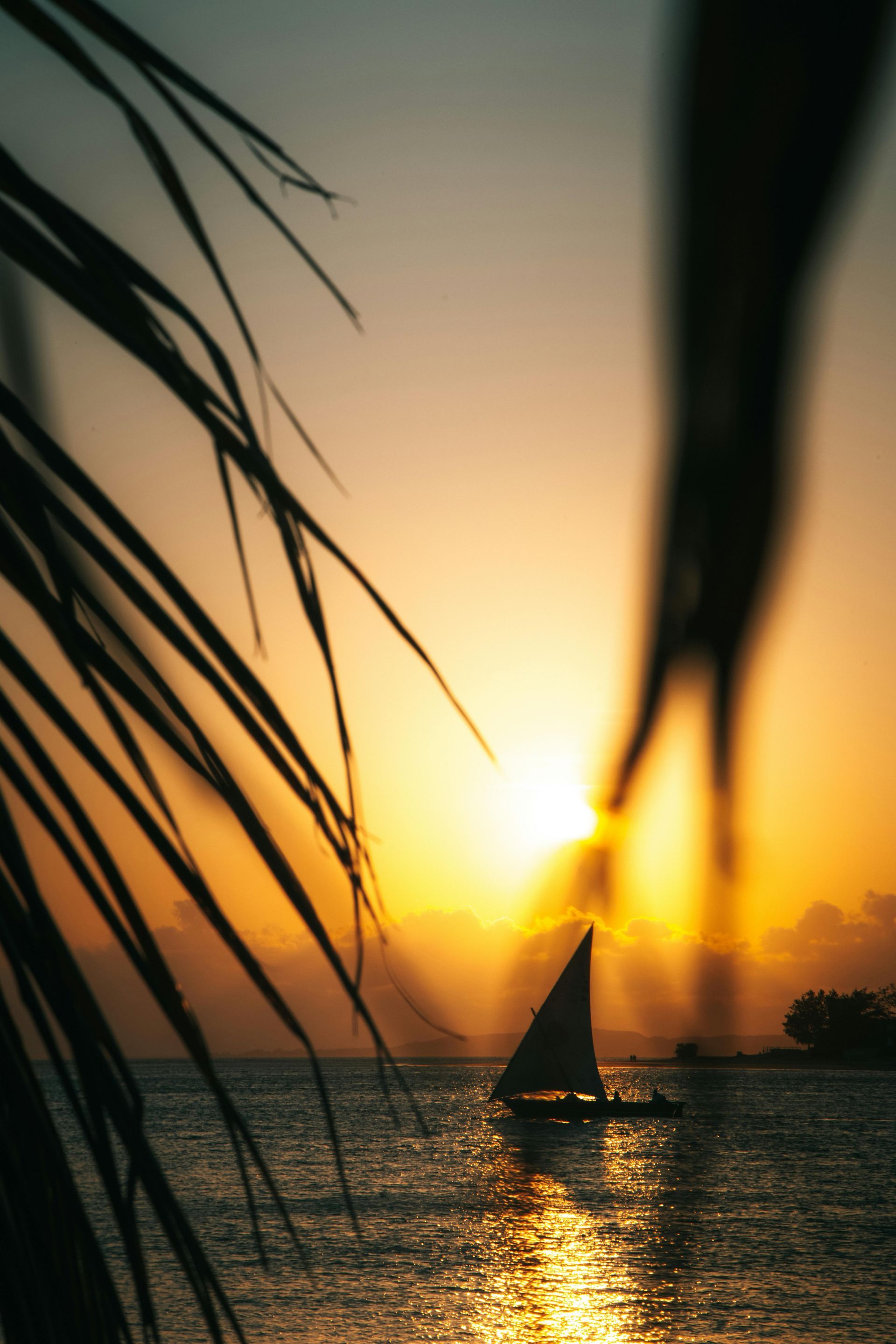 Sailboat silhouetted against a golden sunset over the ocean, framed by palm leaves.