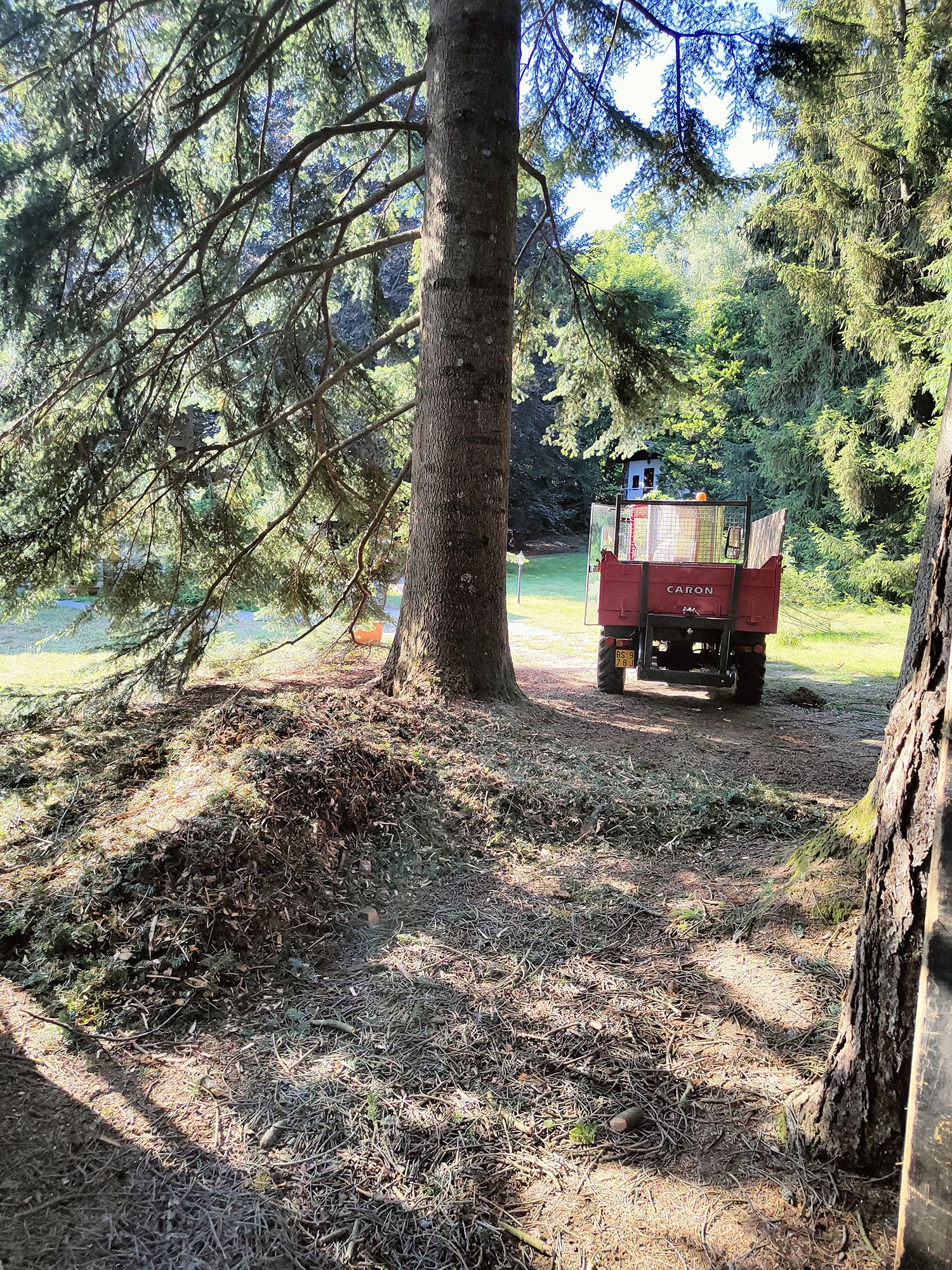 taglio alberi alto fusto