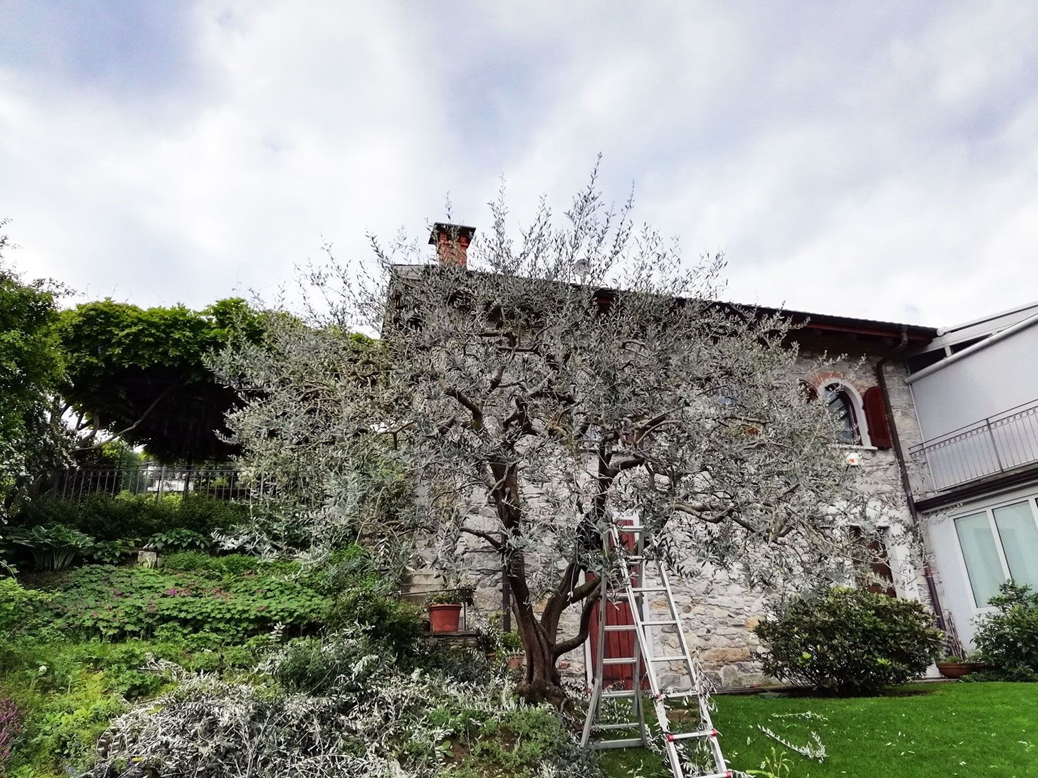 potatura alberi da frutto