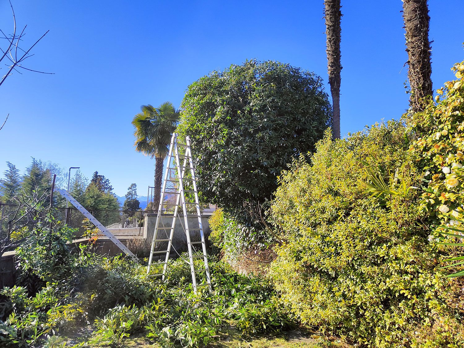 potatura piante e siepi