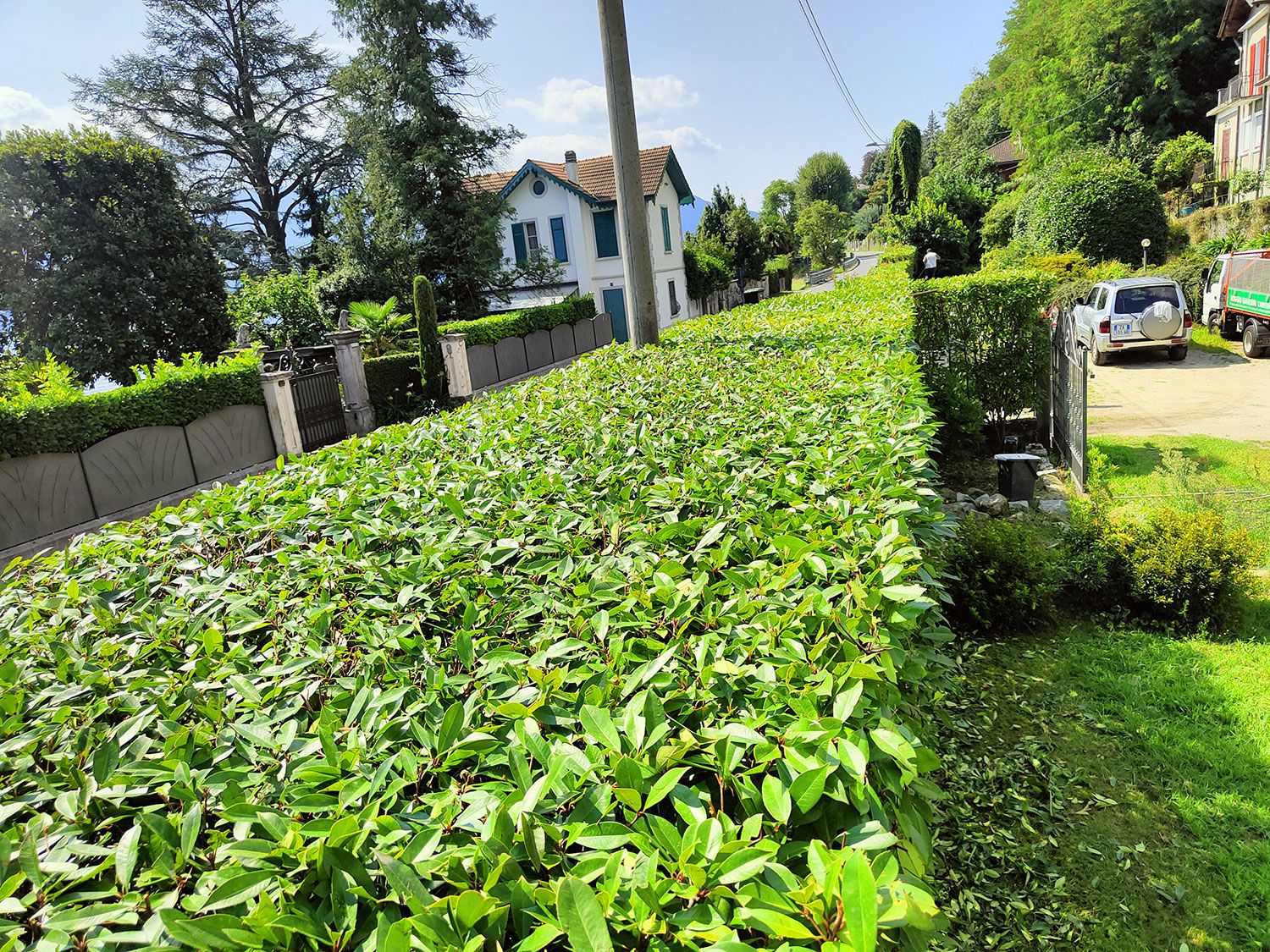 potatura siepi di confine