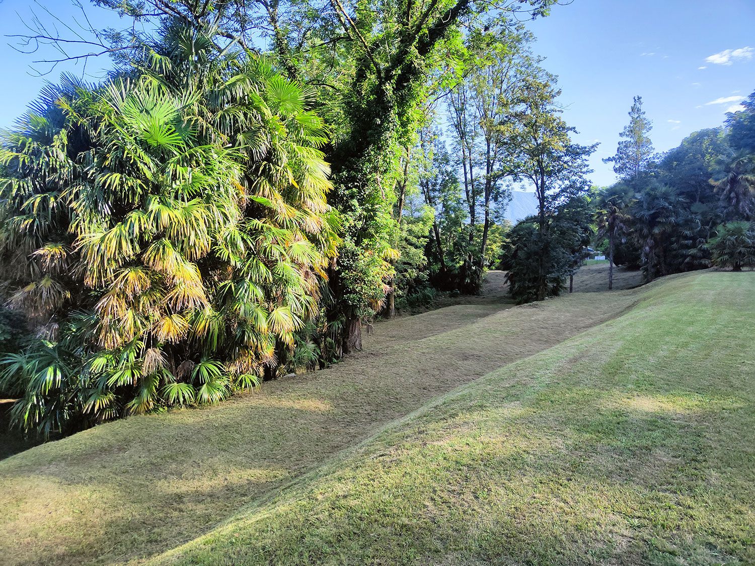 siepi con piante ornamentali