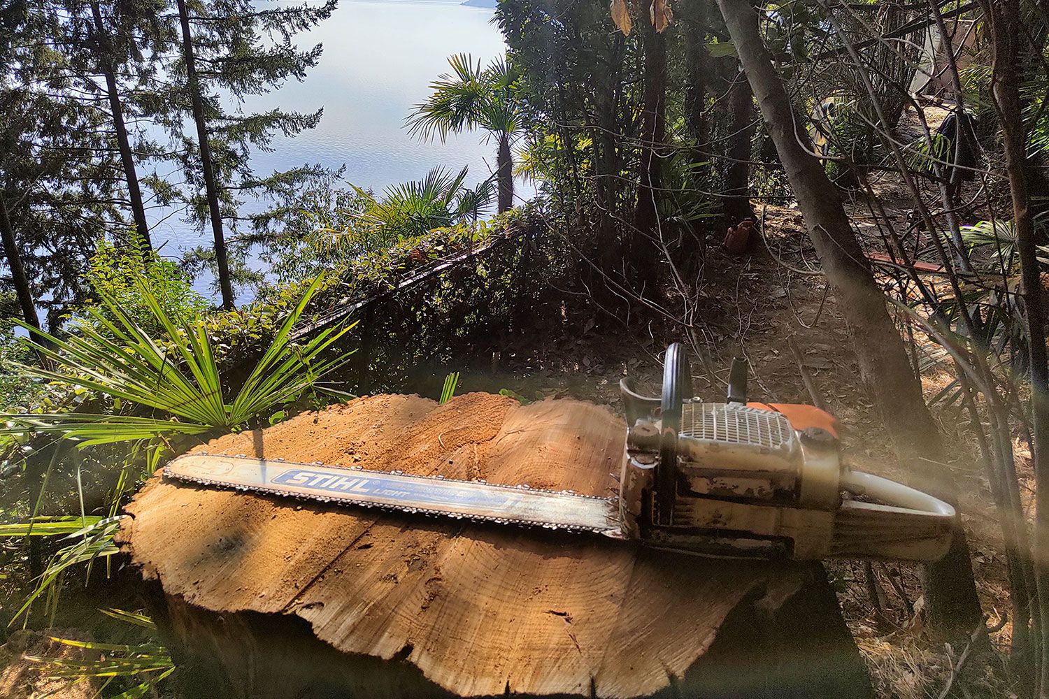 potatura ed abbattimento alberi