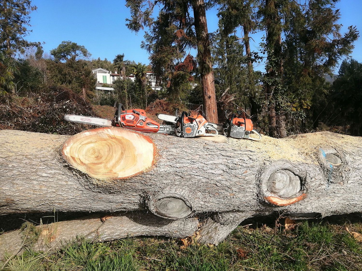 abbattimento alberi alto fusto