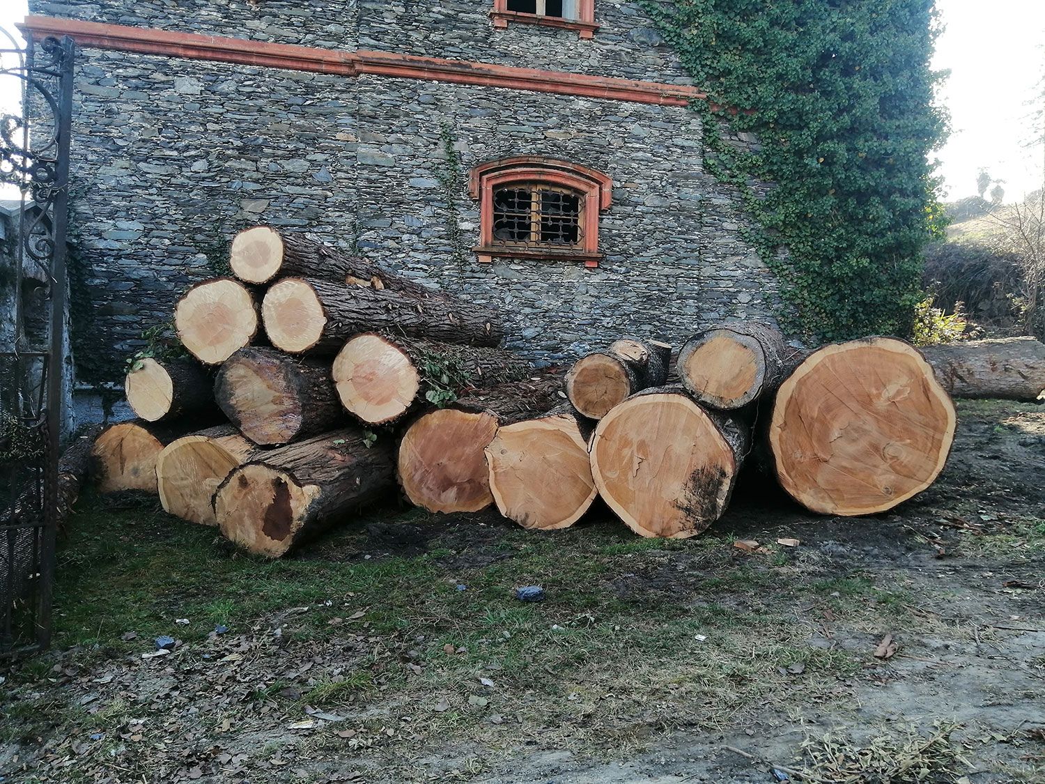 taglio alberi alto fusto