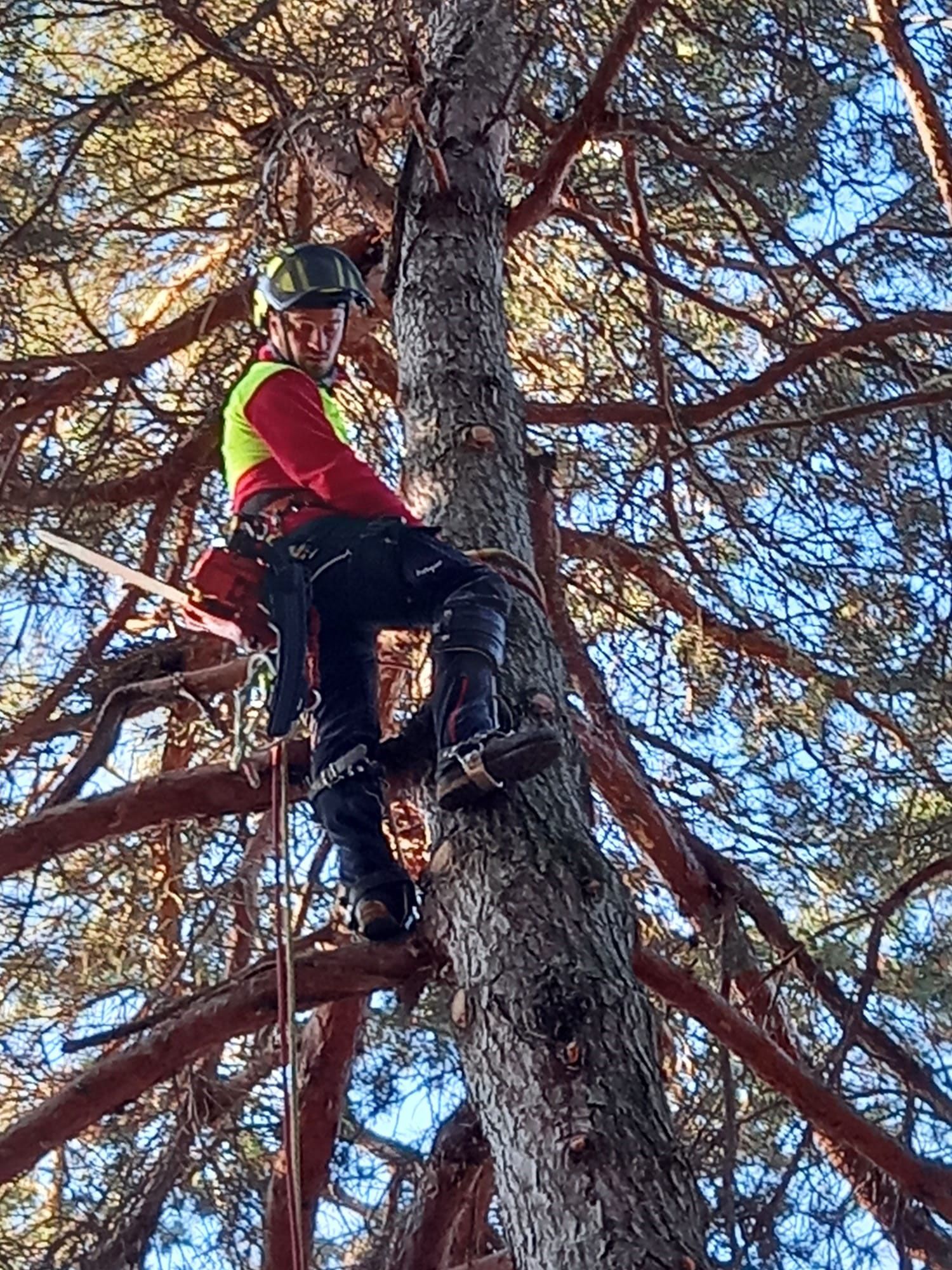 potatura alberi alto fusto