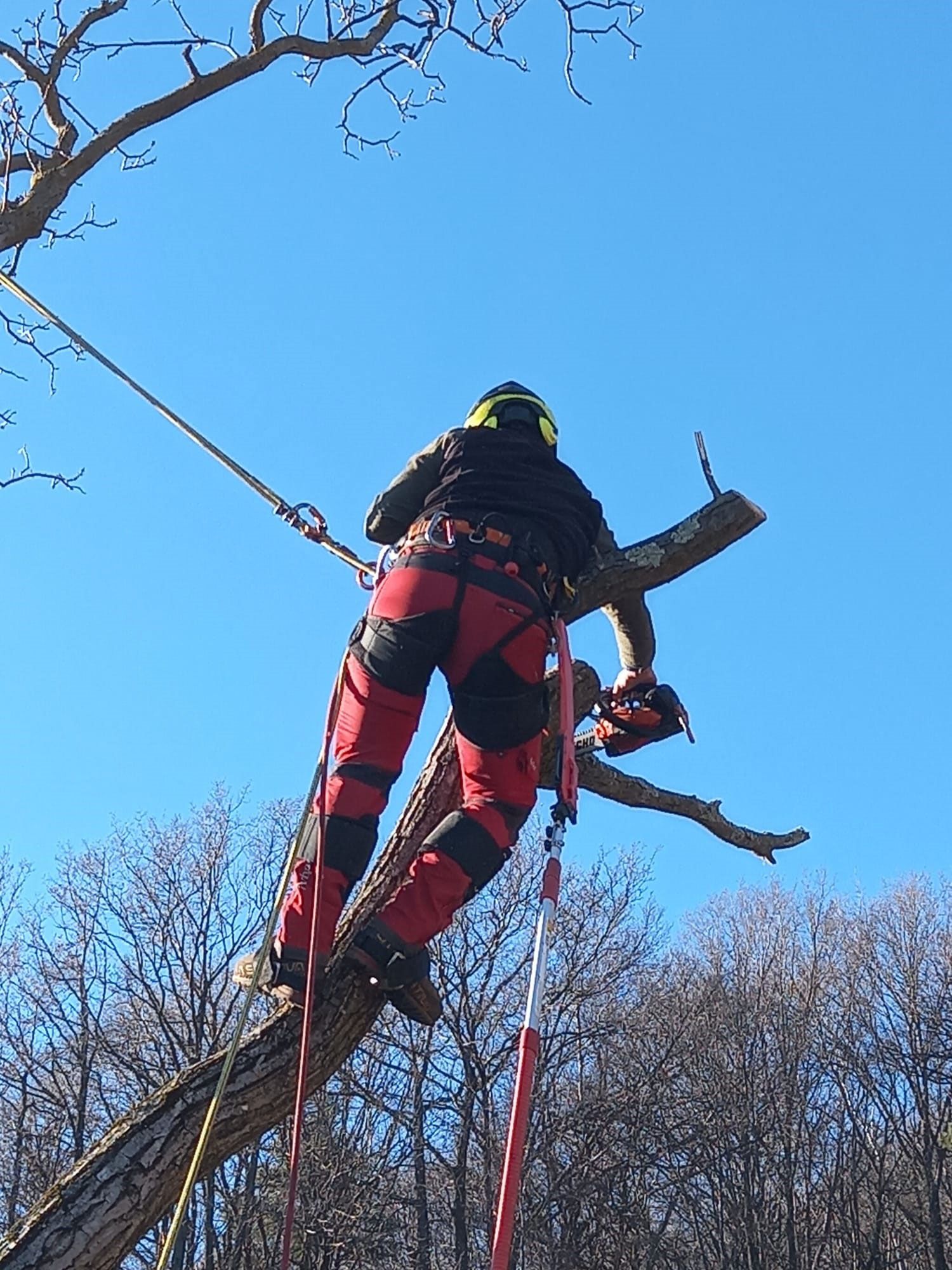 potatura alberi malati