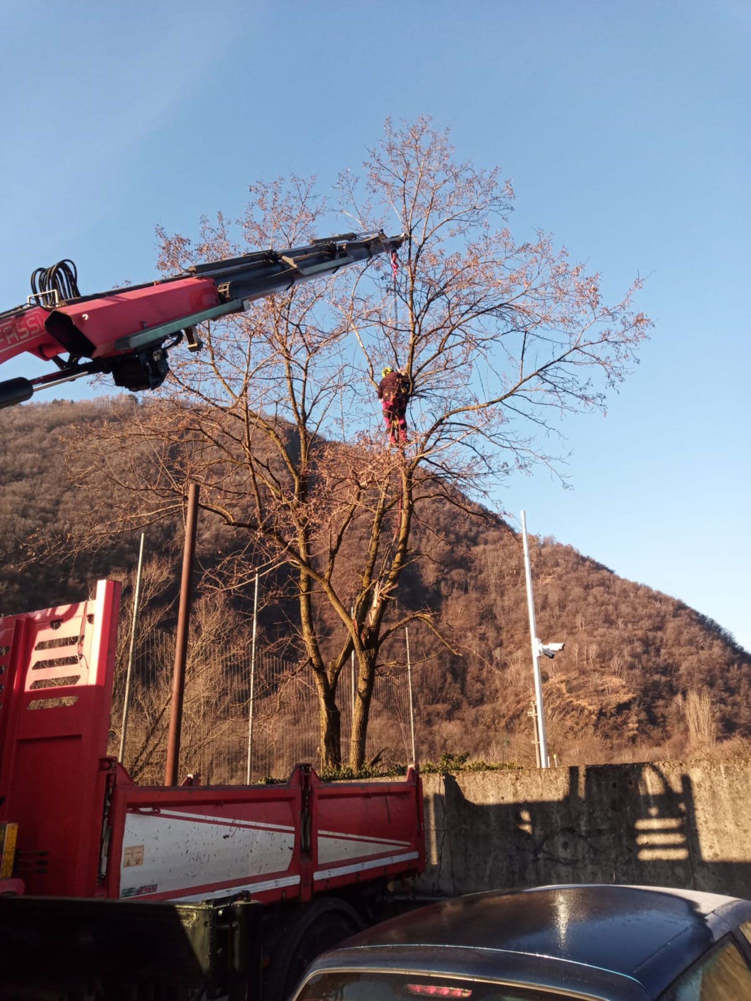 potatura alberi secchi