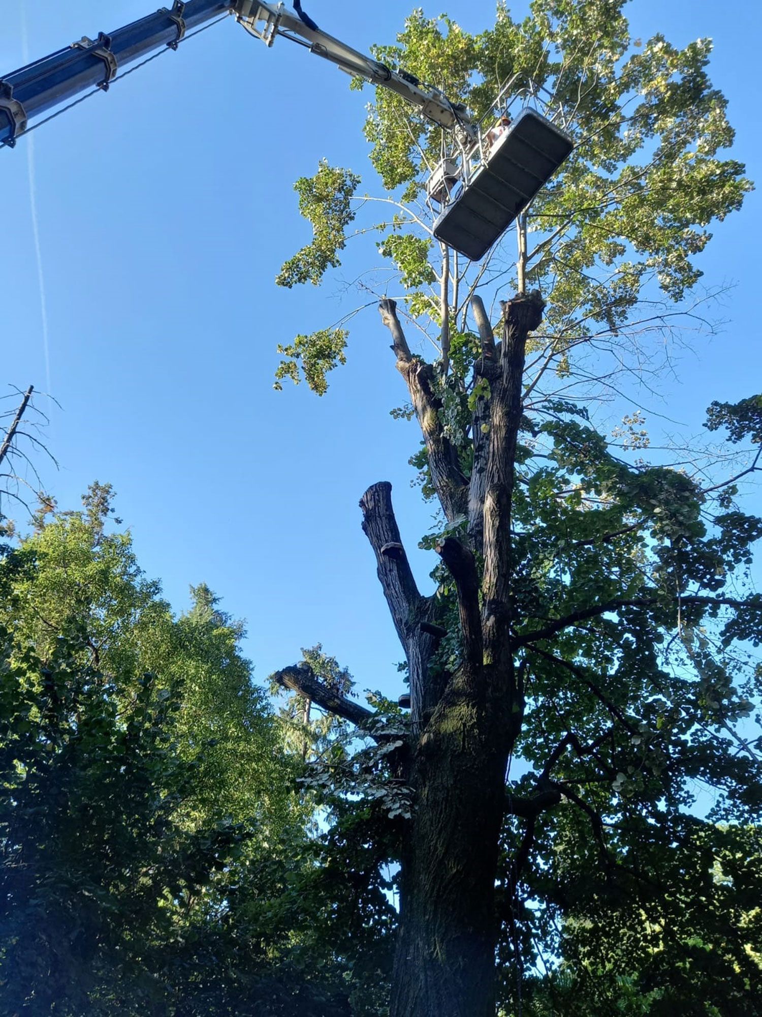 taglio e potatura alberi