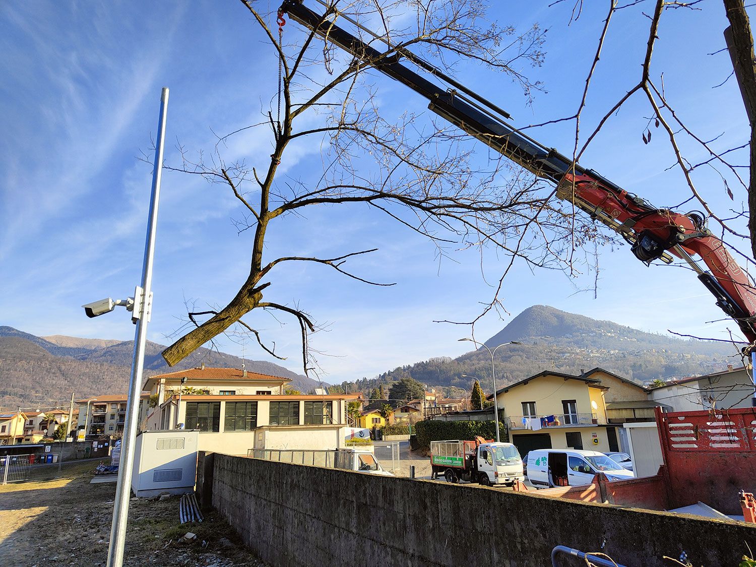 potatura alberi secchi