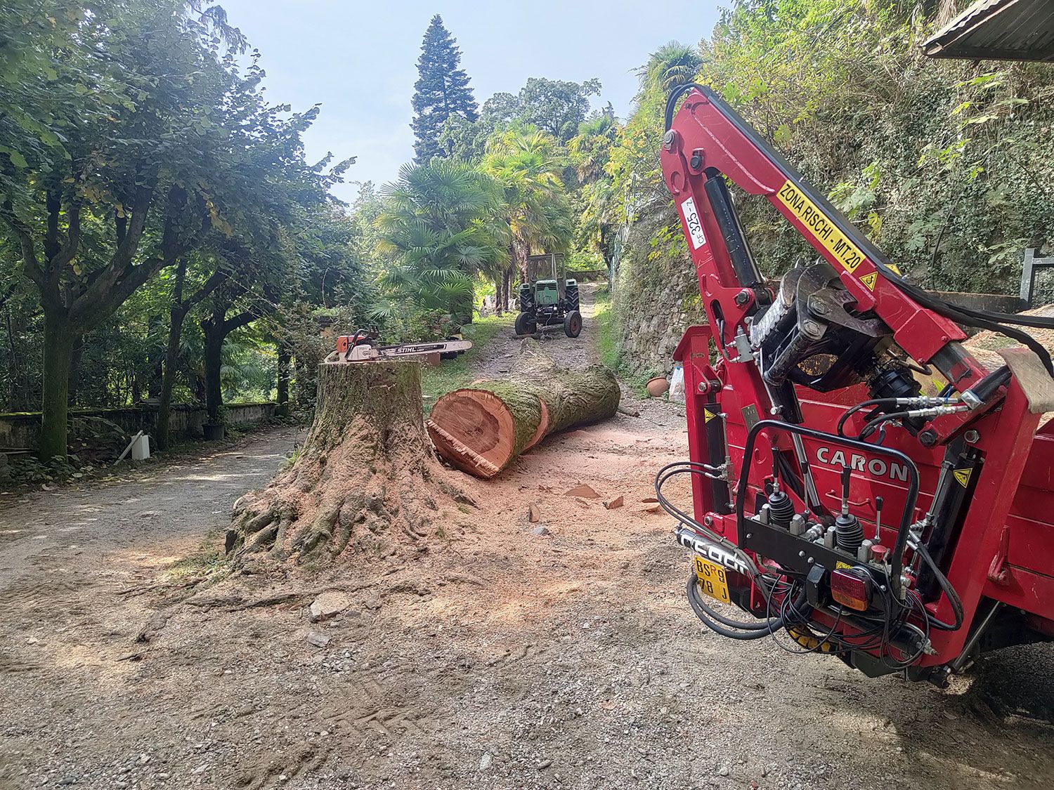 taglio alberi fusto alto