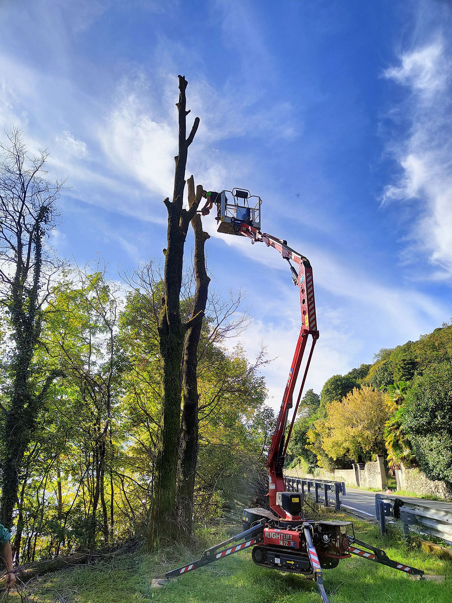 taglio piante fusto alto