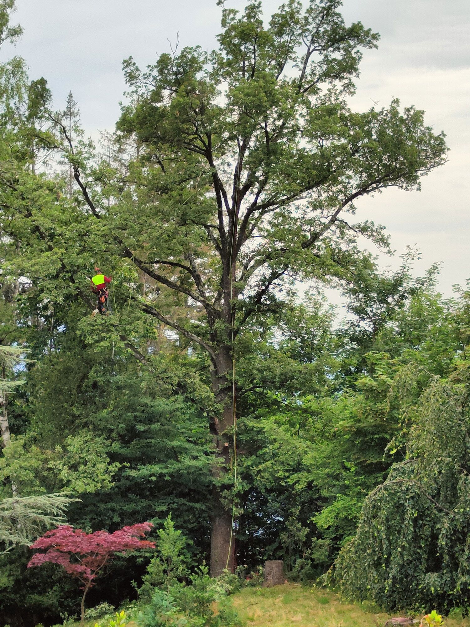 decespugliatura piante