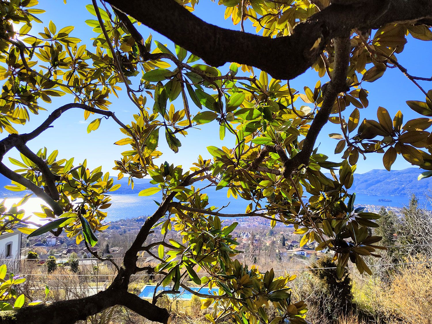 disboscamento selettivo