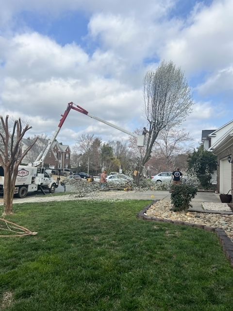 A crane is cutting a tree in front of a house.