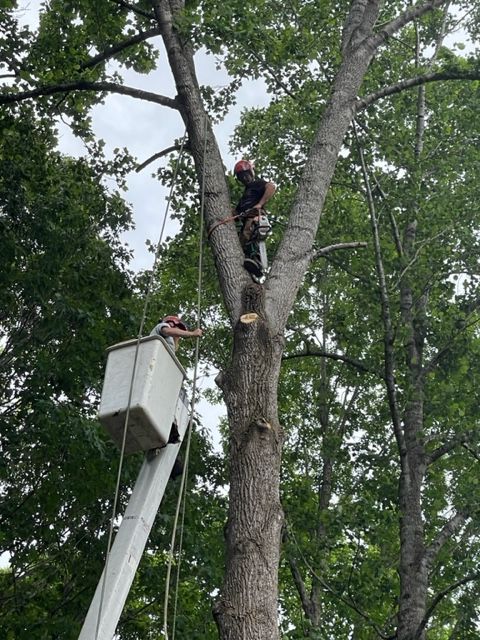 A man is cutting a tree with a chainsaw in a bucket.