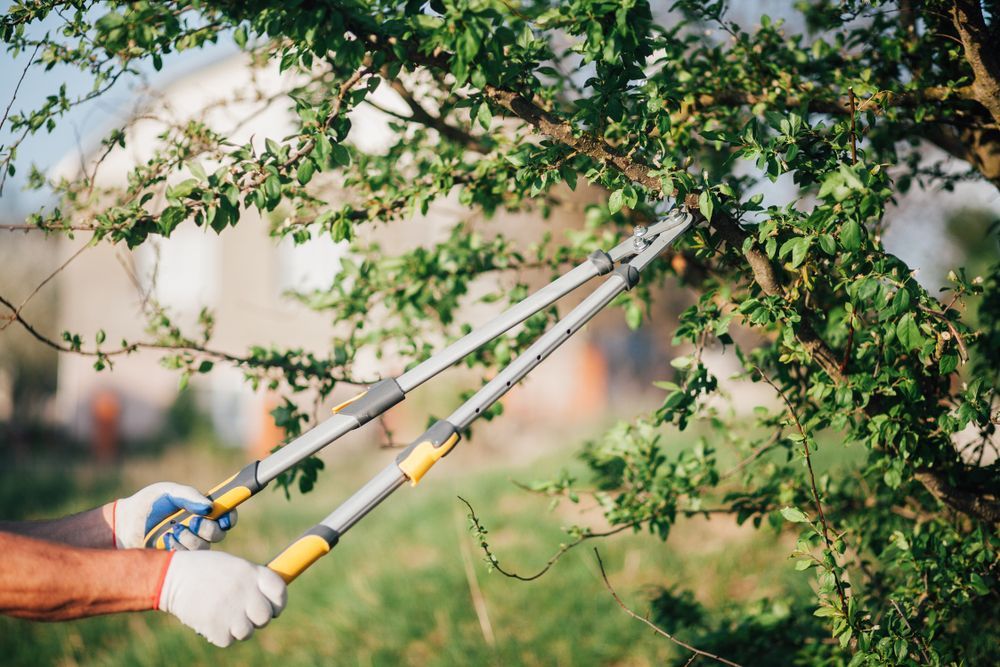 Person pruning a tree with long-handled loppers; wearing gloves in a sunny outdoor setting.
