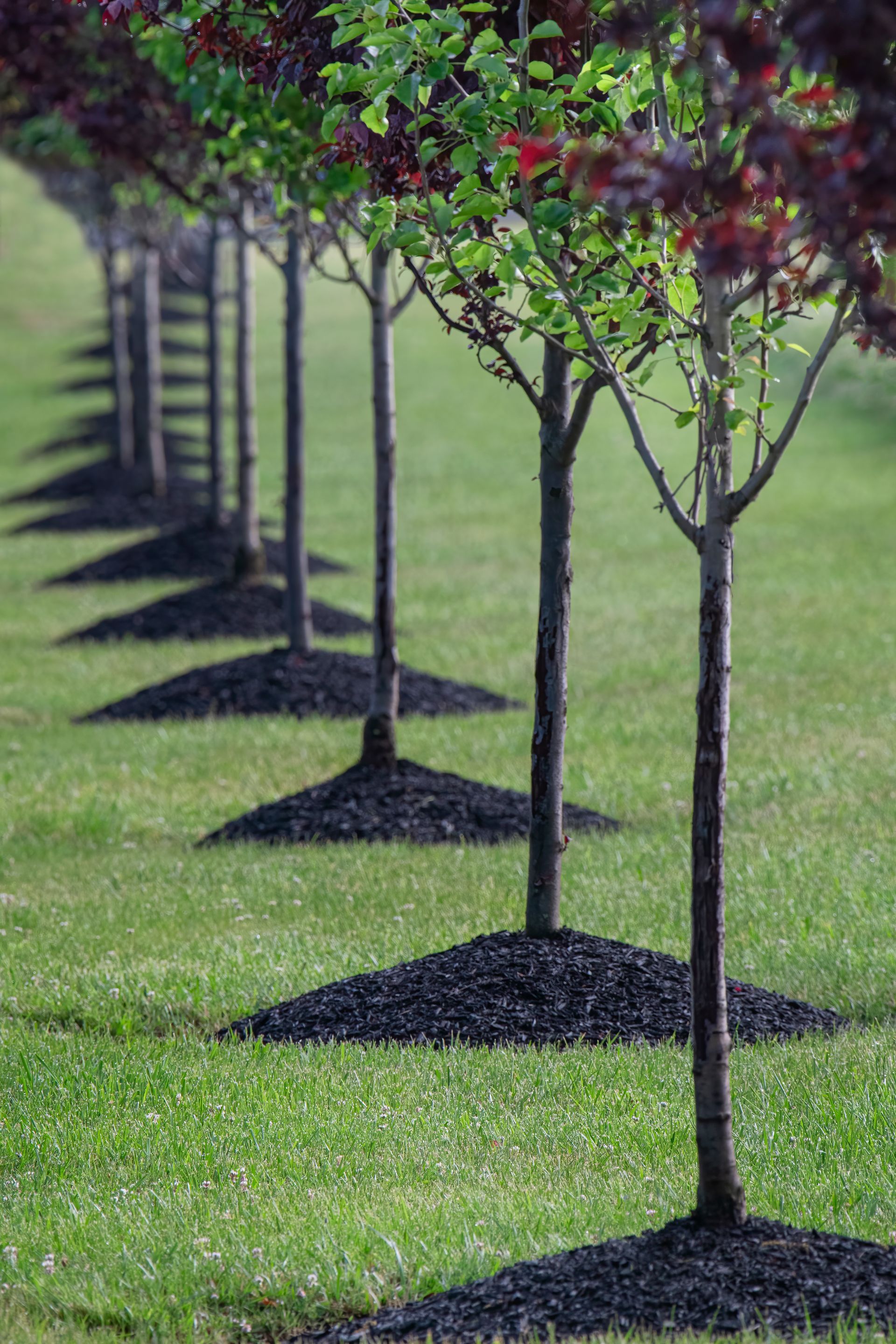 A row of trees sitting on top of a lush green lawn.
