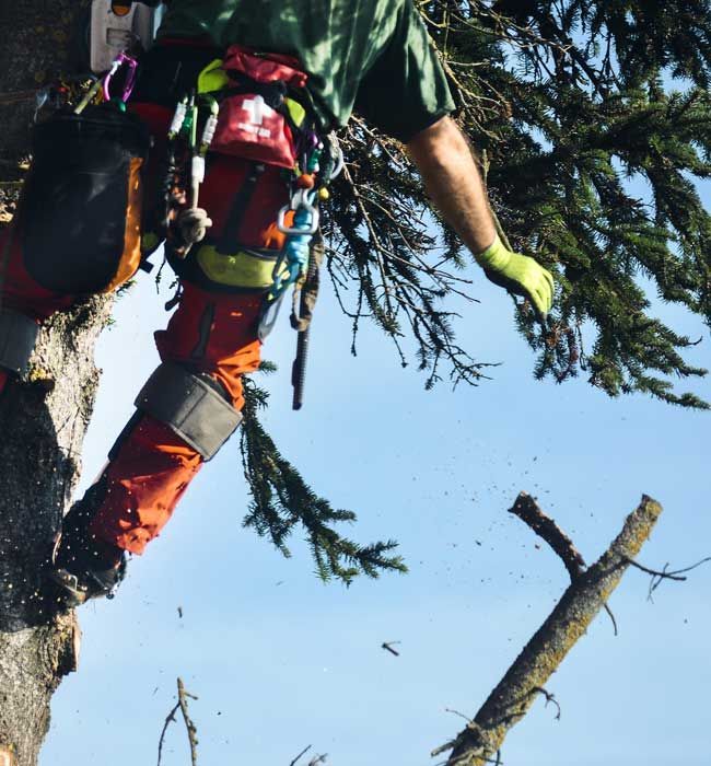 The Best Time of Year to Trim Different Types of Trees in Huntersville, NC