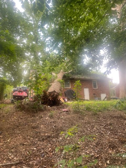 A large tree is fallen in front of a house.