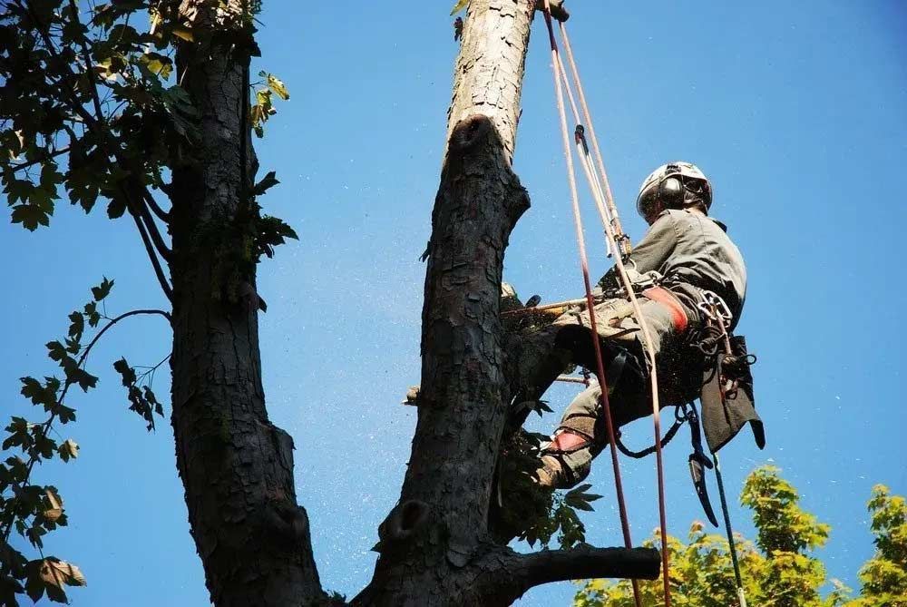Arborist in a tree, using a chainsaw. Wearing safety gear, with ropes and a harness. Blue sky background.