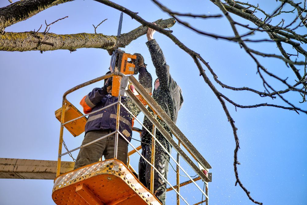 Two people on a lift trimming a tree branch with a chainsaw, against a blue sky.