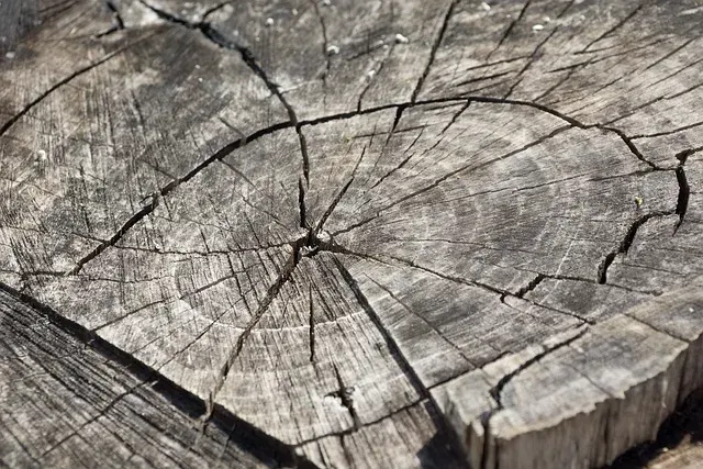 How to Get Rid of Stumps Without Grinding: Easy Solutions