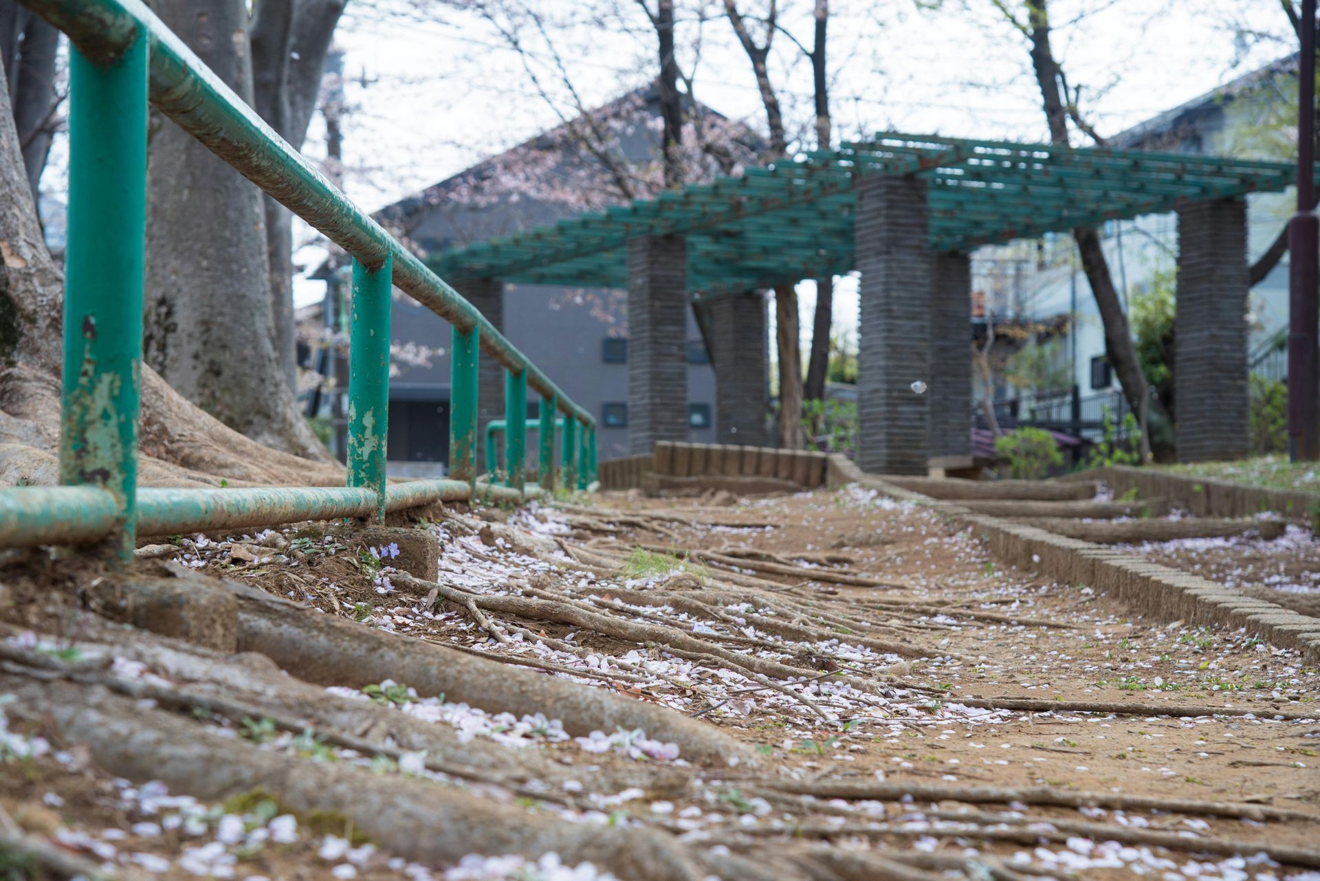 Tree Roots vs. Foundation: Damage Prevention Guide
