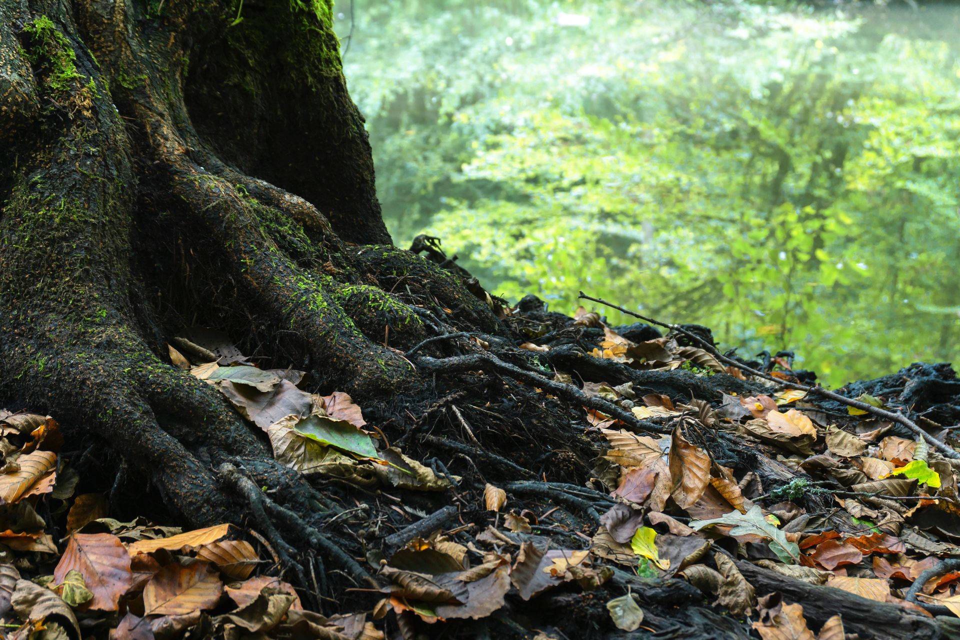 tree roots vs foundation