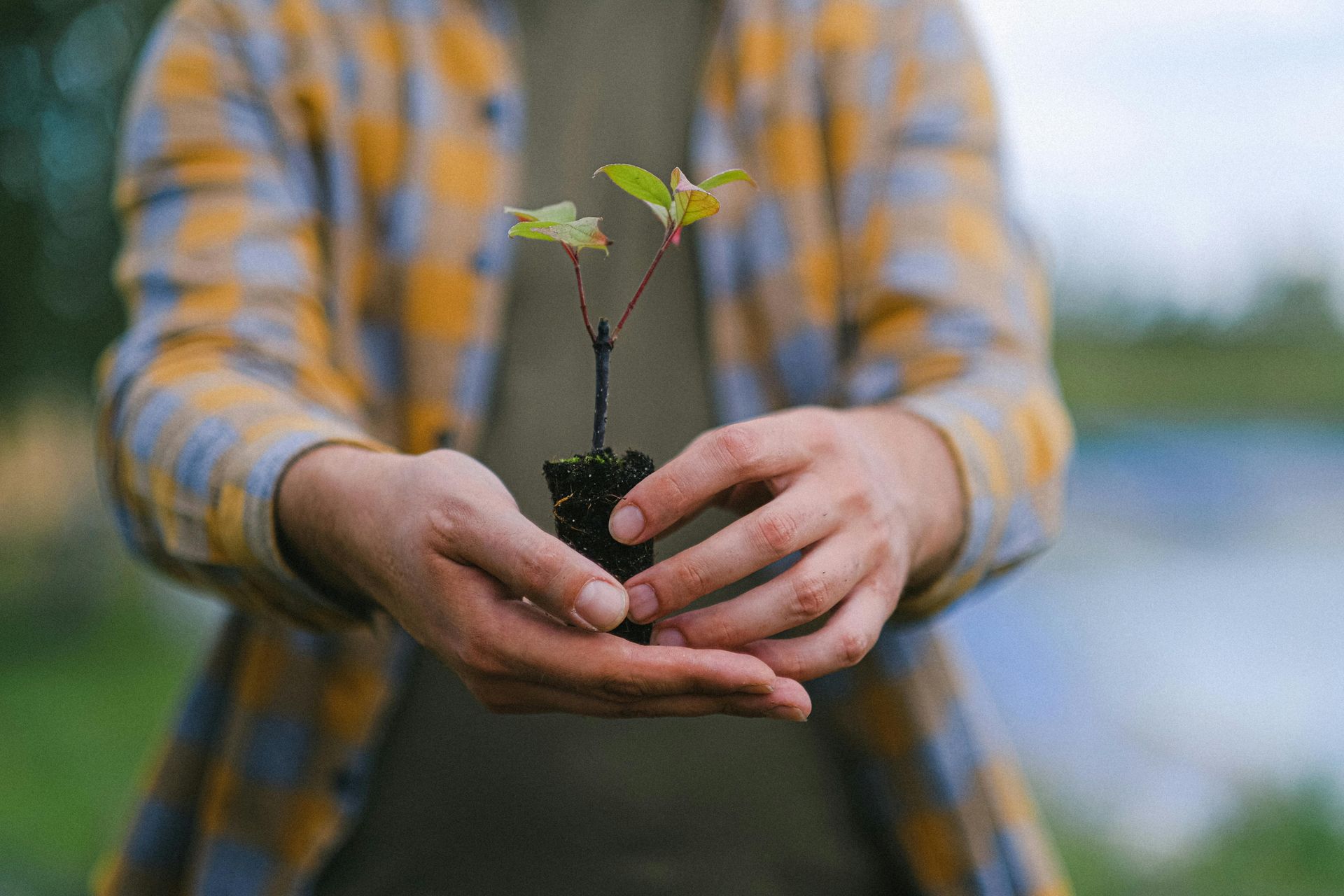 Best Time to Plant Trees