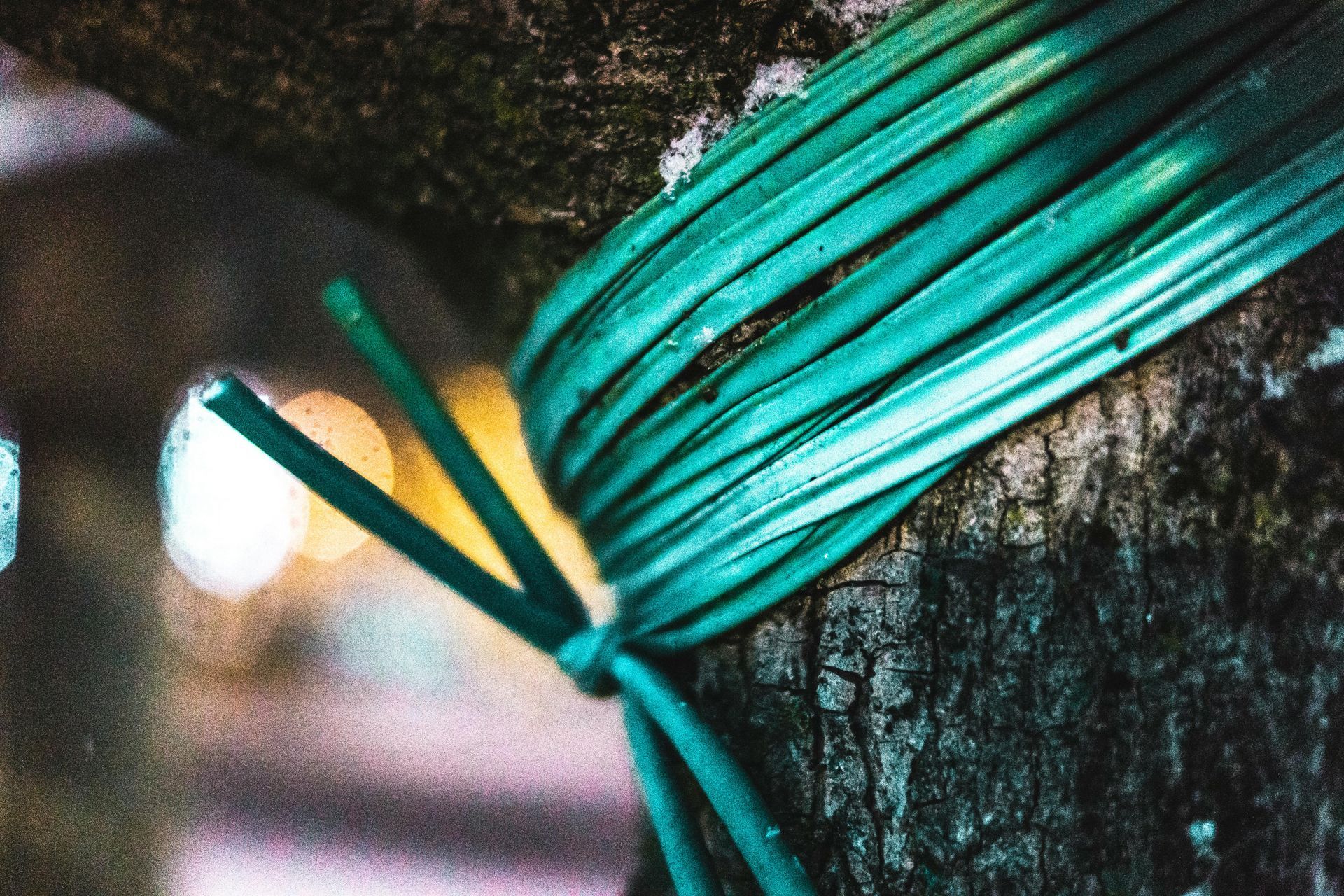 What’s the Difference Between Tree Cabling and Bracing?