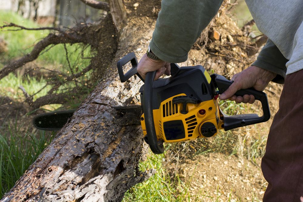 Person using a yellow and black chainsaw to cut a fallen tree trunk.