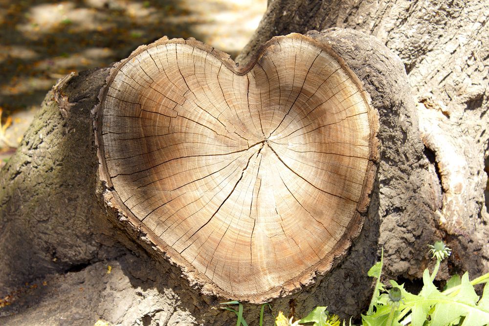 Heart-shaped cross-section of a tree trunk, showing growth rings, resting on a larger tree.