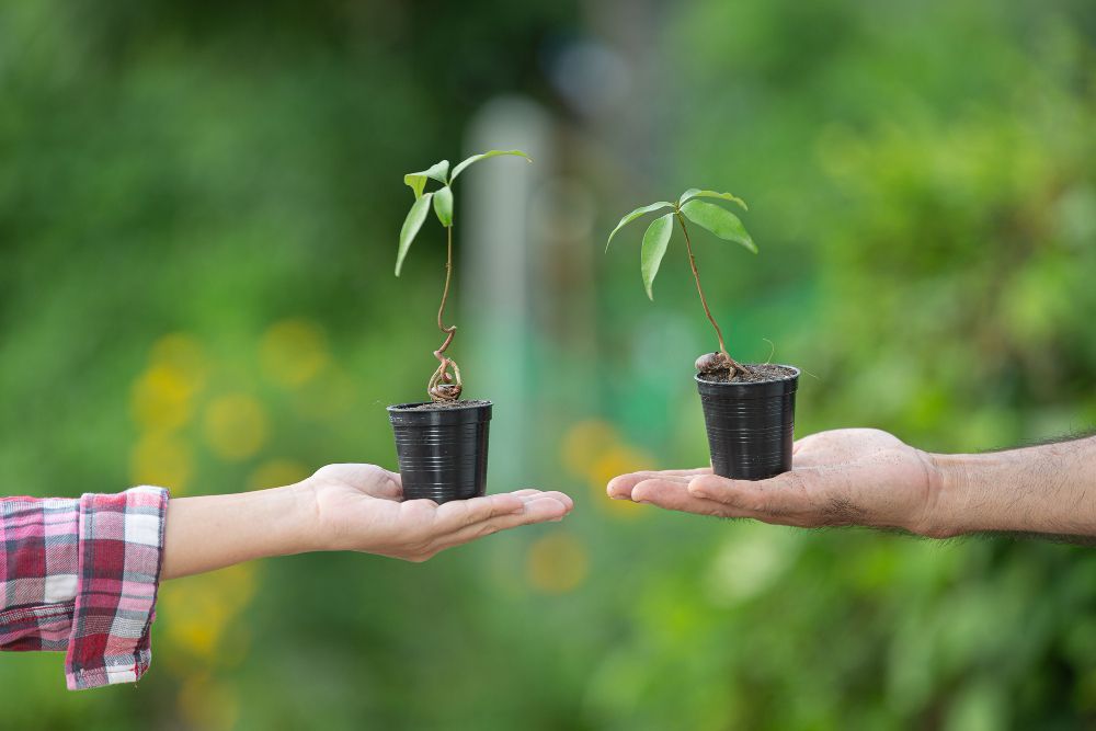 Hands holding potted saplings, exchanging plants in a green outdoor setting.