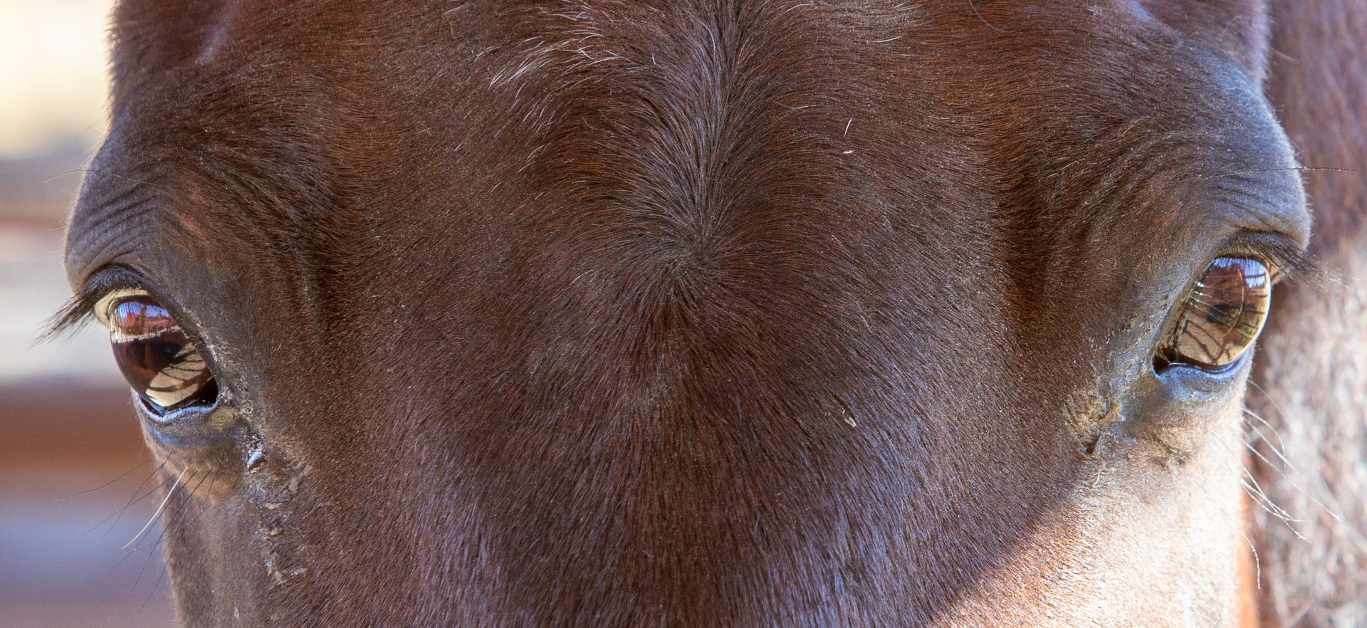 A close-up of a horse’s brown face, focusing on its gentle, dark eyes and soft, textured fur.