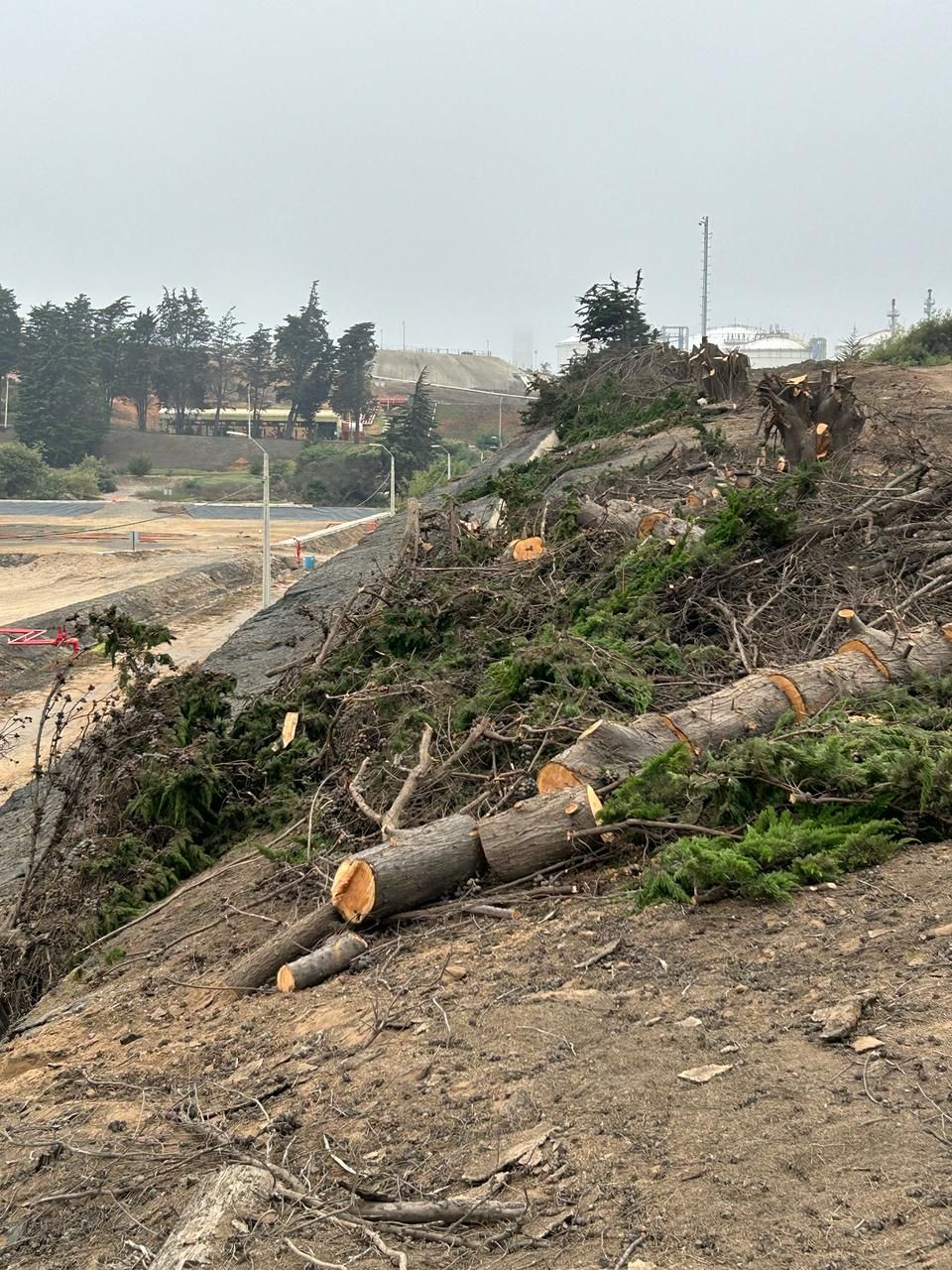 Una pila de troncos yaciendo en la cima de una colina de tierra.