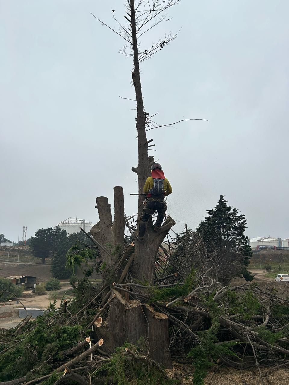 Un hombre está trepando un árbol con una motosierra.