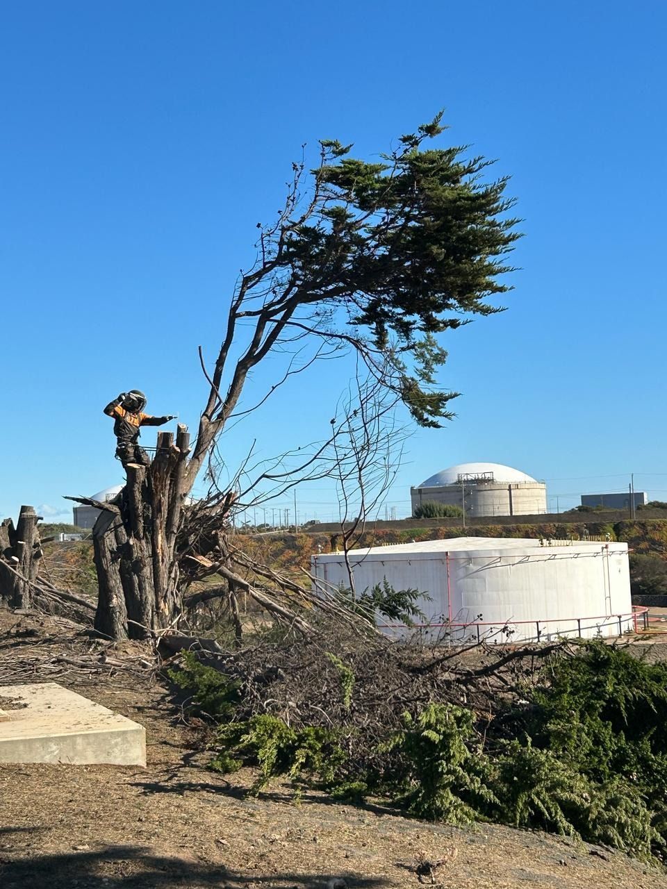 Un hombre está cortando un árbol en un campo.
