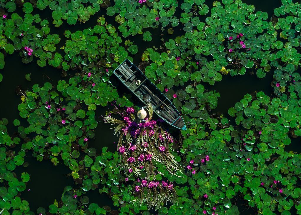 An aerial view of a boat in a lake surrounded by water lilies.