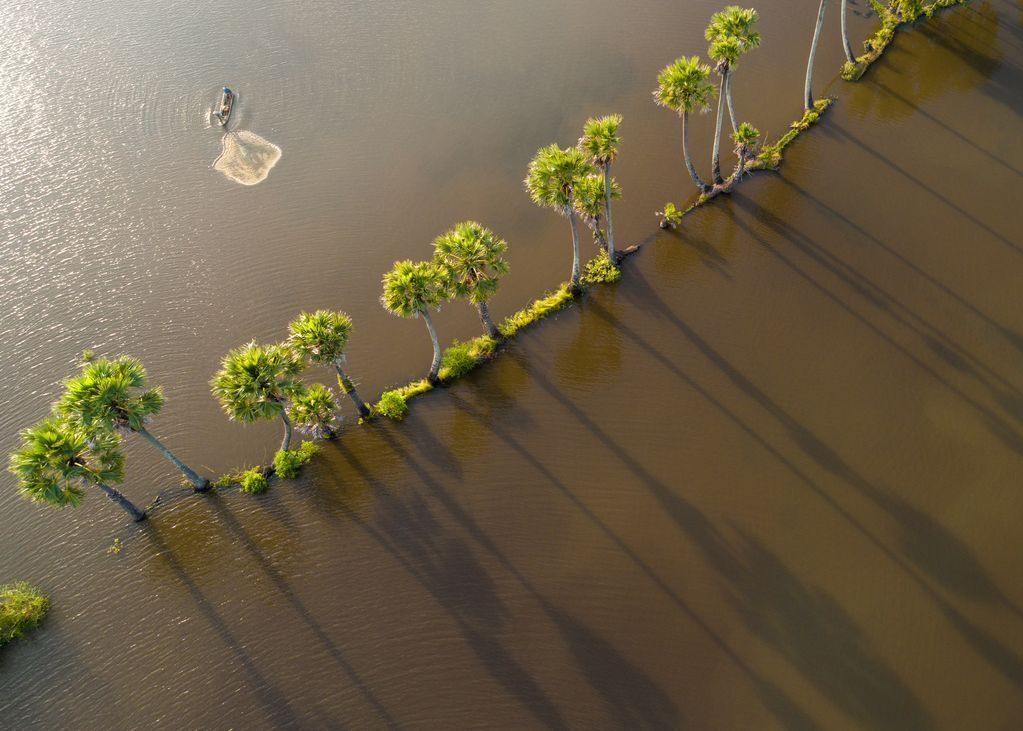 An aerial view of a row of trees in the middle of a body of water.