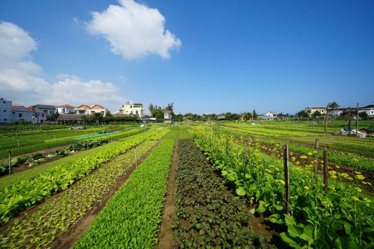 Tra Que Vegetable Village: Hoi An's Green Heart of Culture