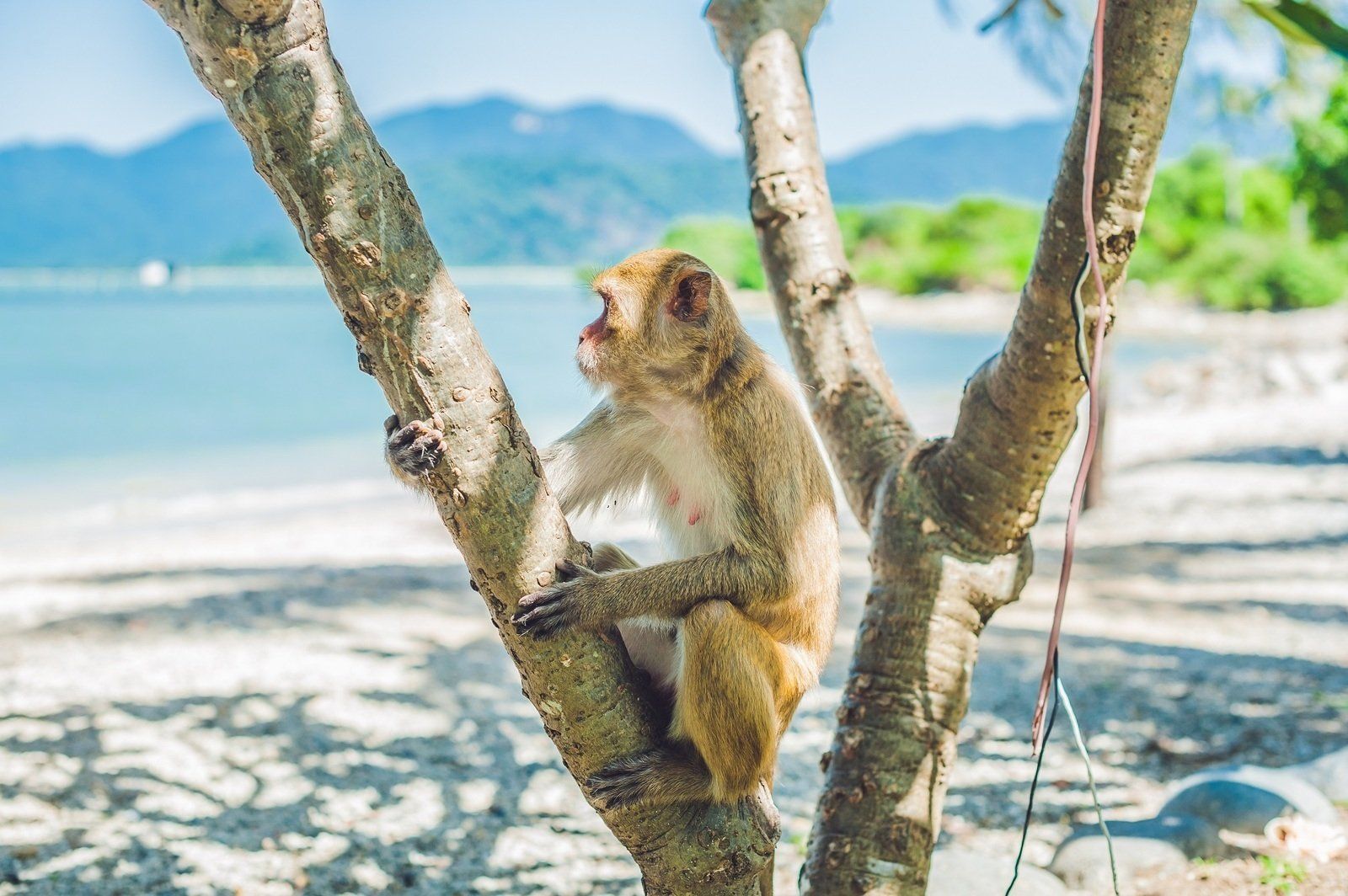 A monkey is sitting on a tree branch on a beach.